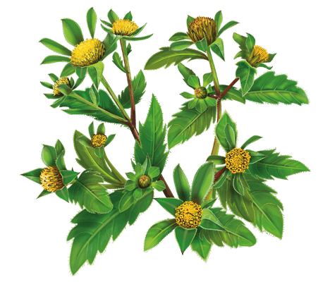 Лікувальні властивості причепи: користь та застосування в медицині