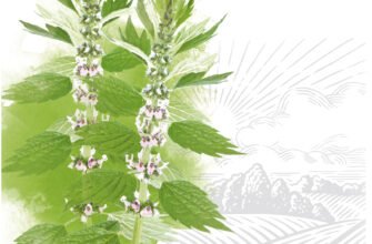 Лікувальні властивості пустирника: ефективність та застосування