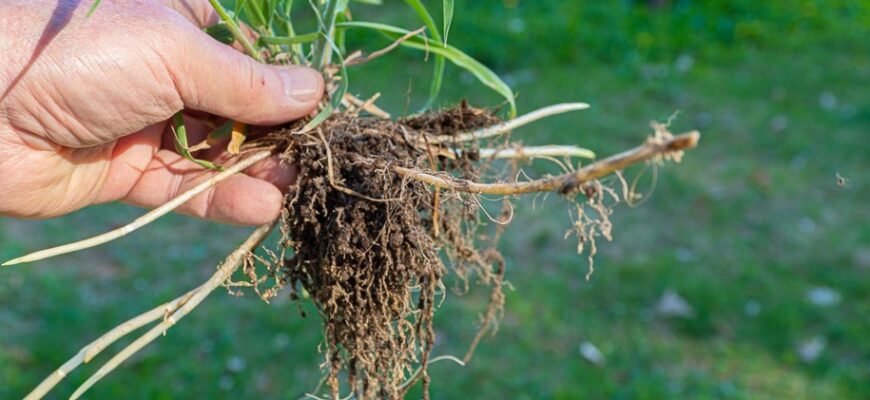 Лікувальні властивості пирію повзучого: народні рецепти та користь