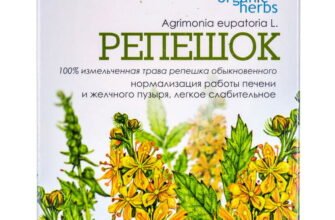 “Лікувальні властивості реп’яшка: природна допомога вашому здоров’ю”