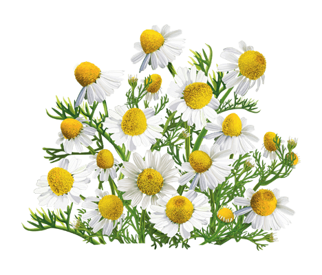 Лікувальні властивості ромашки лікарської: користь та застосування