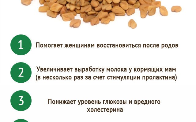 Лікувальні властивості рослини пажитник: користь для здоров’я