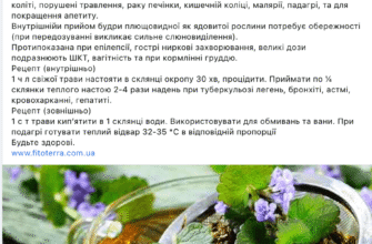 Лікувальні властивості розхідника звичайного: користь для здоров’я