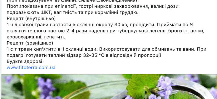 Лікувальні властивості розхідника звичайного: користь для здоров’я