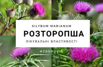 “Лікувальні властивості розторопші: як рослина допомагає вашому здоров’ю”