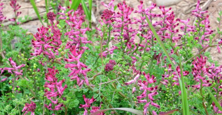 Лікувальні властивості рутки лікарської: користь і застосування рослини