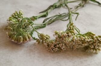 Лікувальні властивості серпорізу: рослина для вашого здоров’я