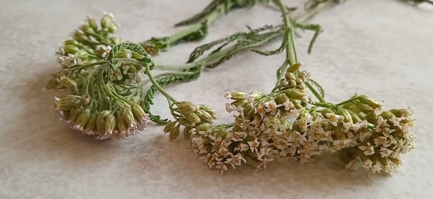 Лікувальні властивості серпорізу: рослина для вашого здоров’я