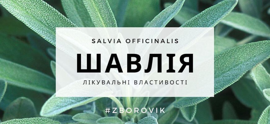Лікувальні властивості шавлії: Чудодійна рослина для здоров’я