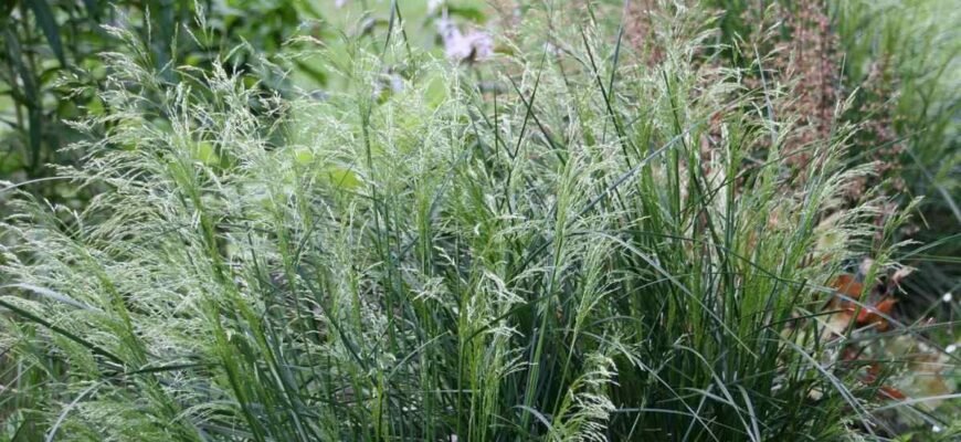 Лікувальні властивості щучки дернистої: природна сила для здоров’я