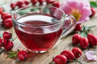 Лікувальні властивості шипшини: користь для здоров’я і секрети використання