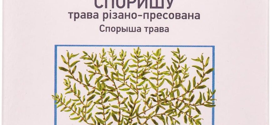 Лікувальні властивості споришу: природна аптека для вашого здоров’я