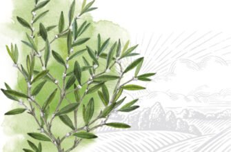 Лікувальні властивості споришу: що потрібно знати про протипоказання