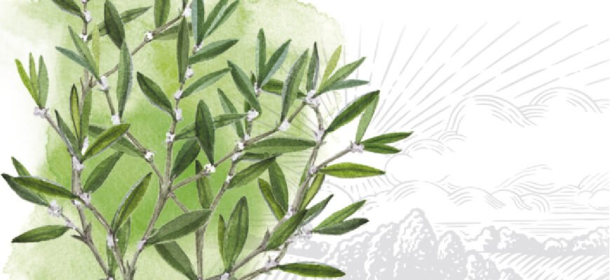 Лікувальні властивості споришу: що потрібно знати про протипоказання