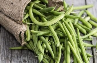Лікувальні властивості стручків квасолі: користь для здоров’я та рецепти