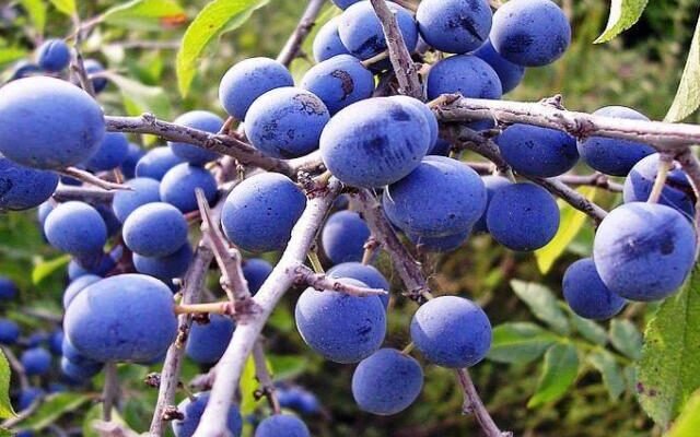 Лікувальні властивості терену: користь для здоров’я та їх застосування