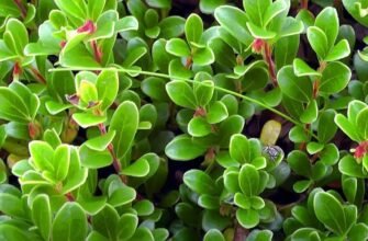 Лікувальні властивості толокнянки: унікальна сила природи для здоров’я