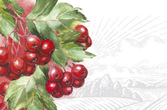 Лікувальні властивості цвіту глоду: користь для вашого здоров’я