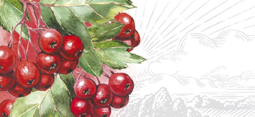 Лікувальні властивості цвіту глоду: користь для вашого здоров’я