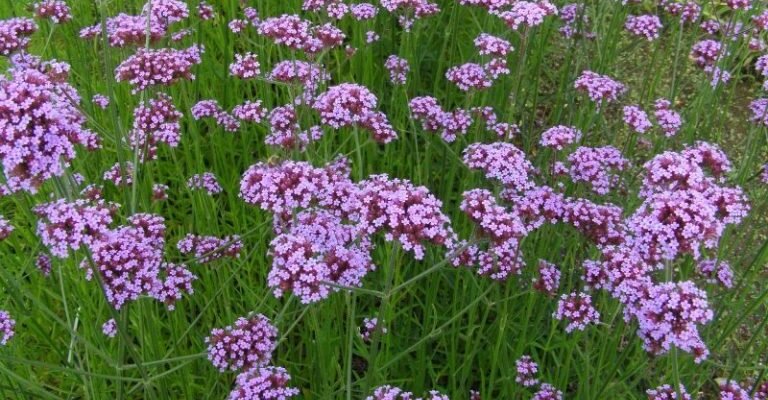 Лікувальні властивості вербени: користь, застосування та ефективність