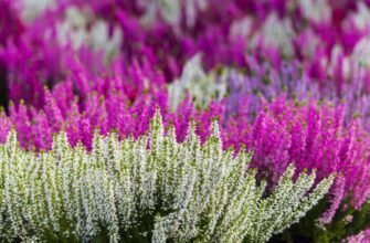 Лікувальні властивості вересу: натуральні засоби для здоров’я