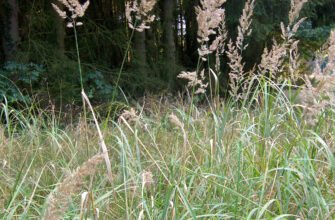 Лікувальні властивості війника наземного: ключі до природного зцілення