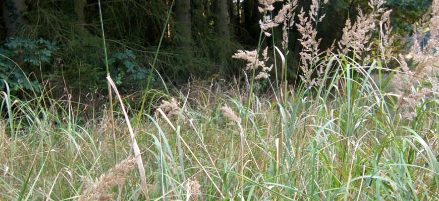 Лікувальні властивості війника наземного: ключі до природного зцілення