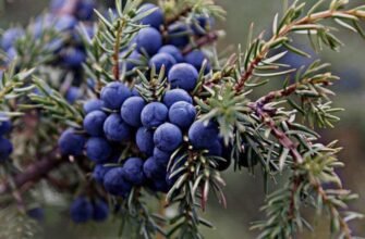 Лікувальні властивості ягід ялівцю: природні засоби для здоров’я