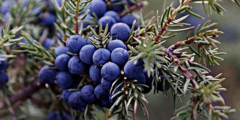 Лікувальні властивості ягід ялівцю: природні засоби для здоров’я