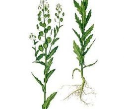 Лікувальні властивості ярутки польової: ефективність та застосування