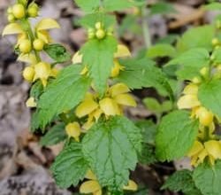 Лікувальні властивості зеленчука жовтого: користь для здоров’я та застосування