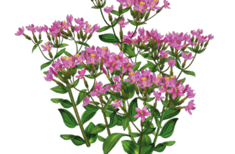 Лікувальні властивості золототисячника: природний засіб для здоров’я