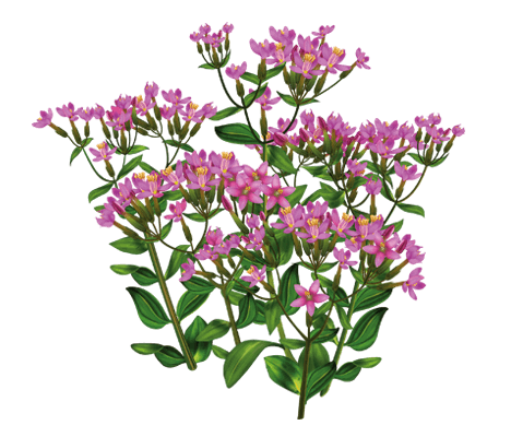 Лікувальні властивості золототисячника: природний засіб для здоров’я