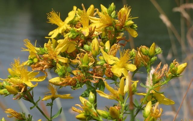 Лікувальні властивості звіробою: природні способи покращення здоров’я