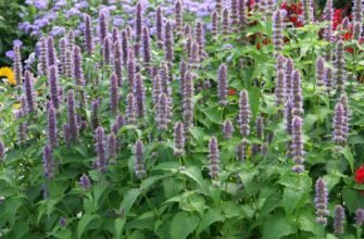 Лофант: відкрийте секрети його лікувальних властивостей для здоров’я