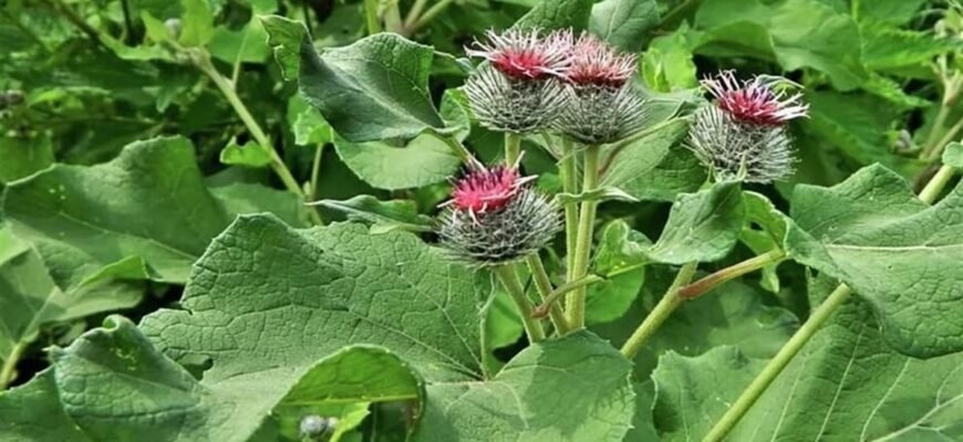Лопух: лікувальні властивості та застосування в народній медицині