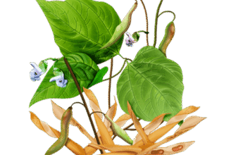 Лушпиння квасолі: Відкрийте лікувальні властивості для здоров’я