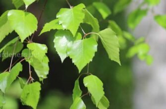 Листя берези: лікувальні властивості та як їх використовувати ефективно