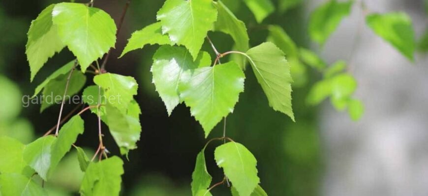 Листя берези: лікувальні властивості та як їх використовувати ефективно