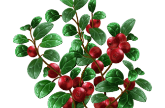 Листя брусниці: відкрийте лікувальні властивості для здоров’я