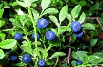 Листя чорниці: Лікувальні властивості та їх користь для здоров’я
