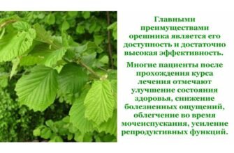 Листя ліщини: лікувальні властивості та користь для здоров’я