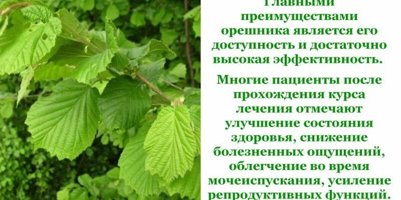 Листя ліщини: лікувальні властивості та користь для здоров’я