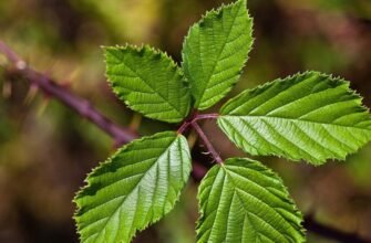 Листя ожини: лікувальні властивості та застосування для здоров’я