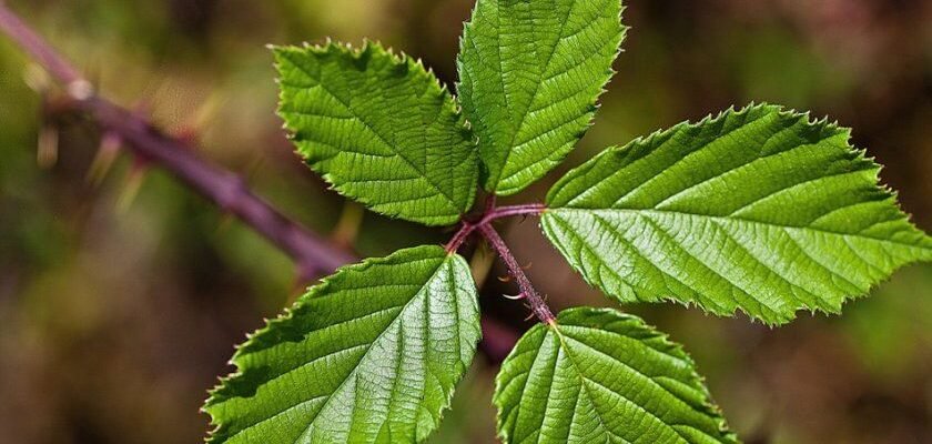 Листя ожини: лікувальні властивості та застосування для здоров’я