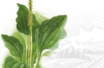 Листя подорожника: лікувальні властивості та користь для здоров’я