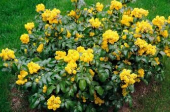 Магонія падуболиста: відкрийте лікувальні властивості цієї рослини