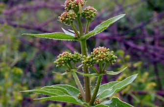 “Марена красильна: лікувальні властивості та їх застосування”