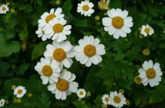 “Маруна: Лікувальні Властивості та Застосування в Народній Медиці”