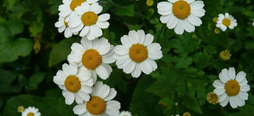 “Маруна: Лікувальні Властивості та Застосування в Народній Медиці”